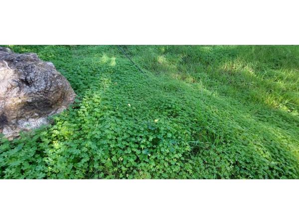 Terreno en camino Alberdina