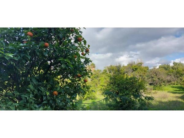 Terreno en camino Alberdina