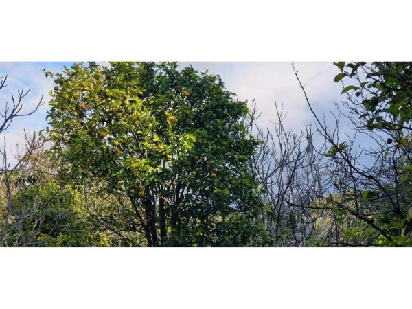 Terreno en camino Alberdina