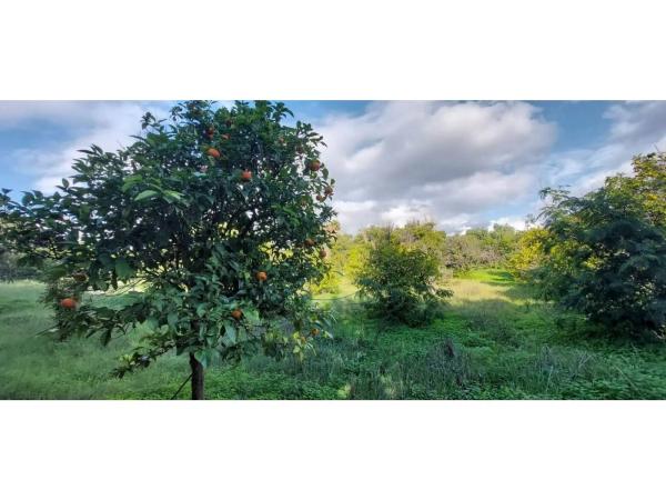 Terreno en camino Alberdina