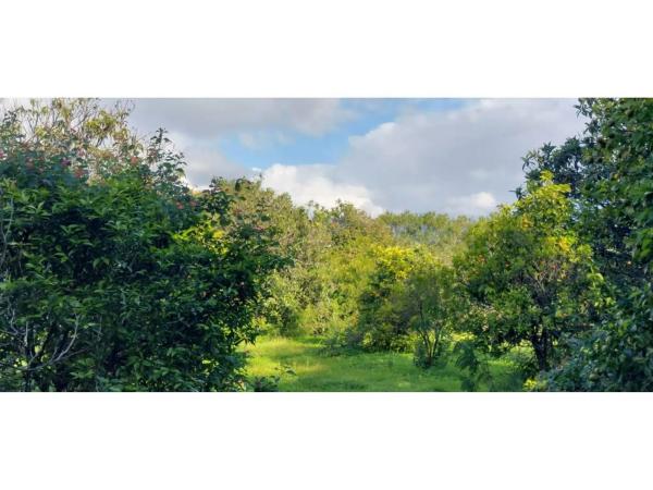 Terreno en camino Alberdina