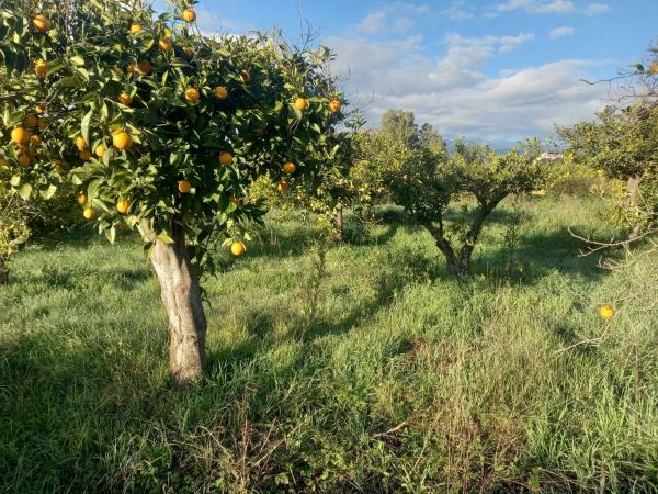 Terreno en calle Polígono 8, 8