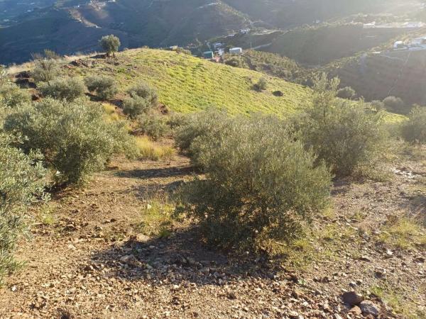 Terreno en Almáchar