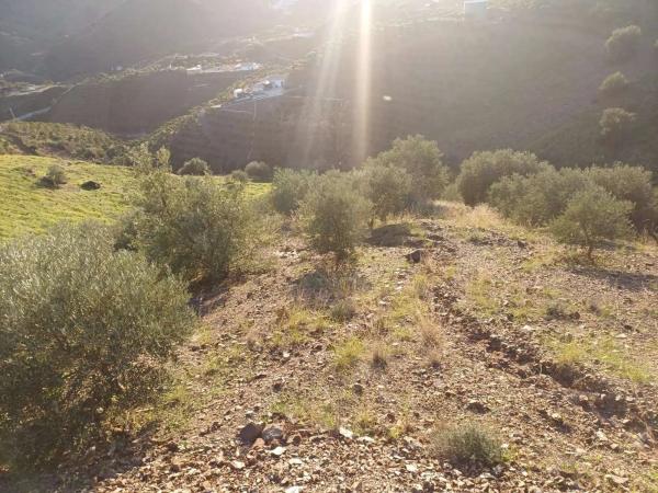 Terreno en Almáchar