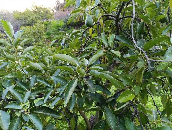 Terreno en Rio De La Miel, km 6