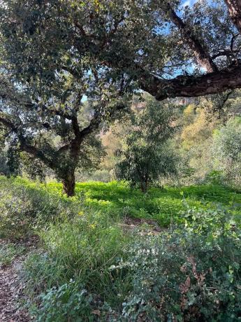 Terreno en paseo de Austria, 13