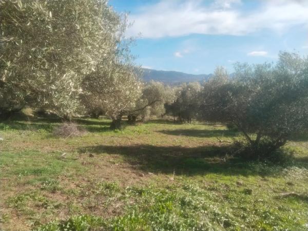 Terreno en Cortes de la Frontera, 36