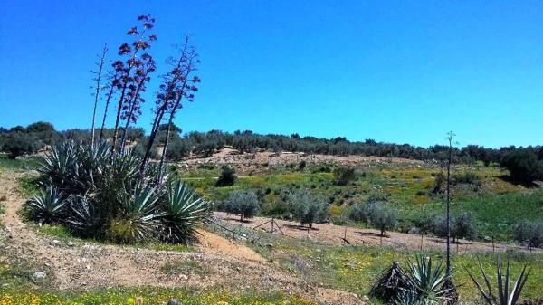 Terreno en Partida Jara, 9