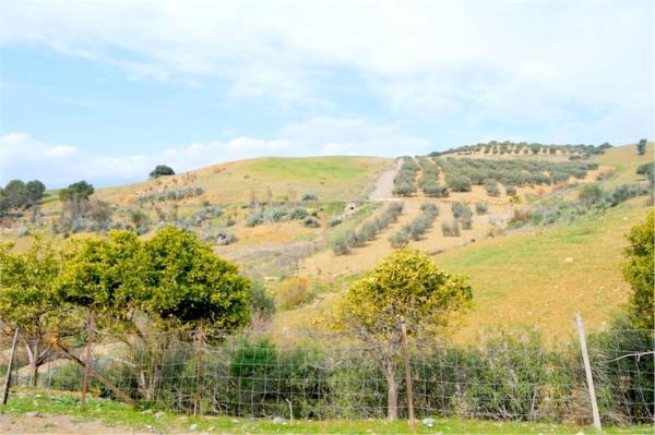 Terreno en Partida Jara, 9