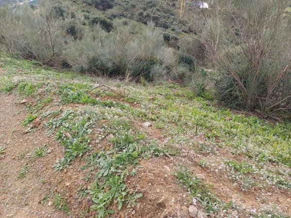 Terreno en Macharaviaya