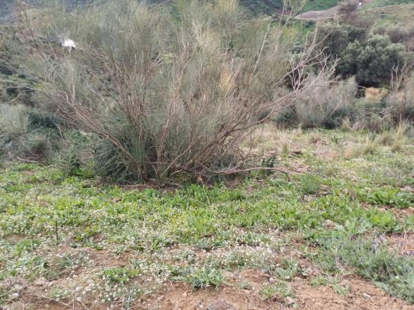 Terreno en Macharaviaya