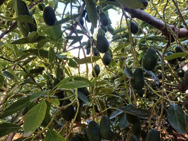 Terreno en Torrox Pueblo