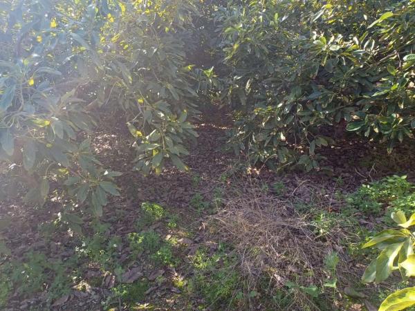 Terreno en Torrox Pueblo