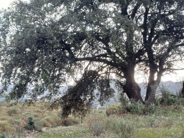 Terreno en Macharaviaya