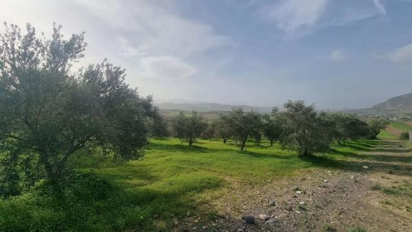 Terreno en El Cigarral - Dehesa - Borrajo