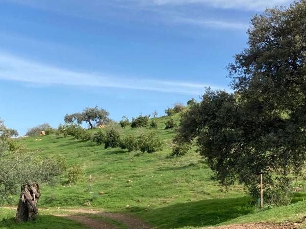 Terreno en Partida Llano del Comisario s/n Sn