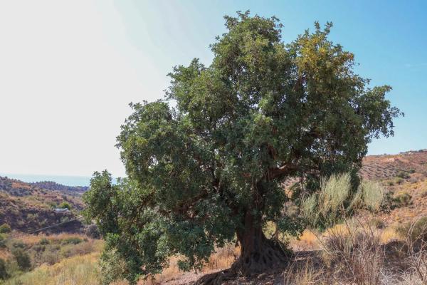 Terreno en carretera Macharaviaya, km 2