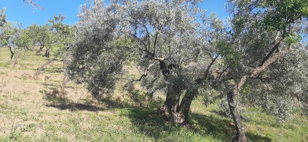 Terreno en Majada Vieja s/n