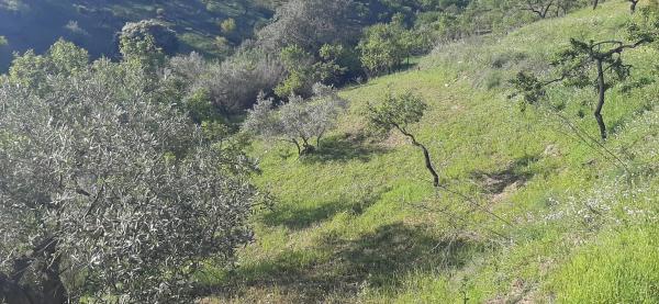 Terreno en Majada Vieja s/n
