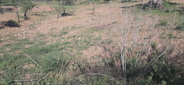 Terreno en Majada Vieja s/n