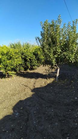 Terreno en calle Cristóbal Colón, 101