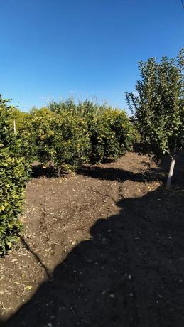 Terreno en calle Cristóbal Colón, 101