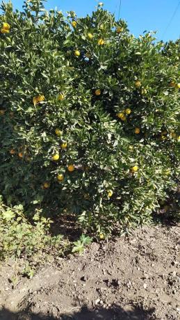 Terreno en calle Cristóbal Colón, 101
