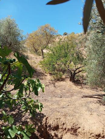 Terreno en Paraje Las Melosillas s/n Sn