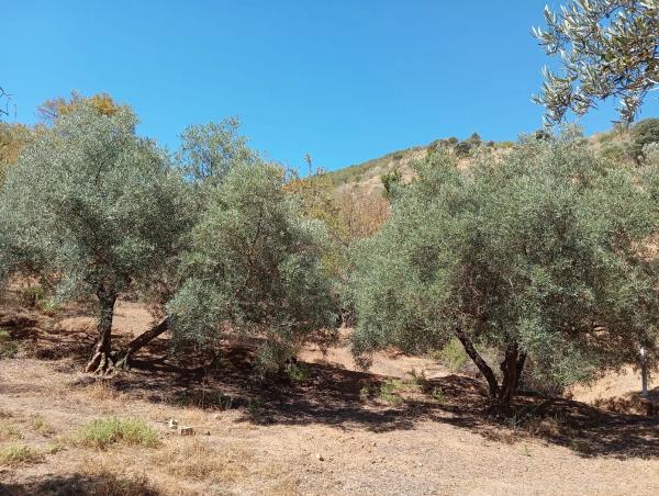Terreno en Paraje Las Melosillas s/n Sn