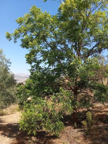 Terreno en Paraje Las Melosillas s/n Sn