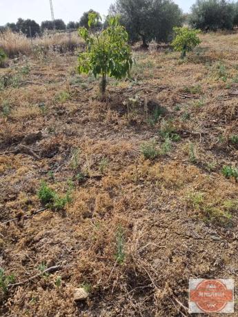 Terreno en Casarabonela