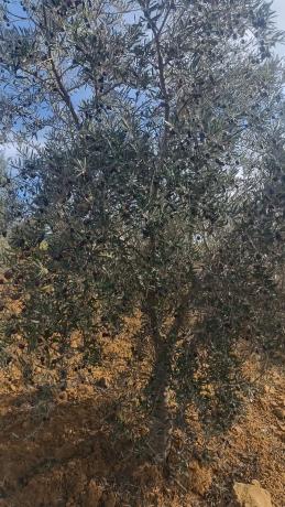 Terreno en via Sin Nombre s/n