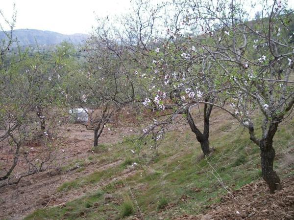 Terreno en Cártama pueblo