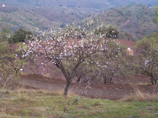 Terreno en Cártama pueblo