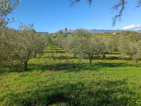 Terreno en 36°40'53.5" s/n