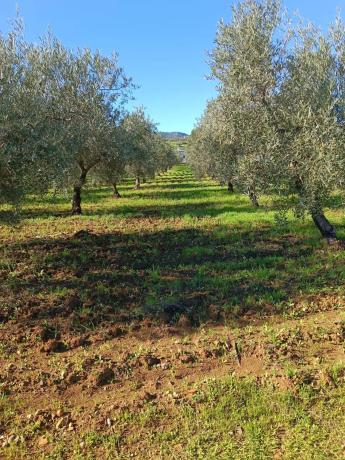 Terreno en 36°40'53.5" s/n