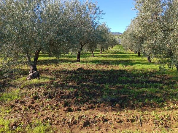 Terreno en 36°40'53.5" s/n