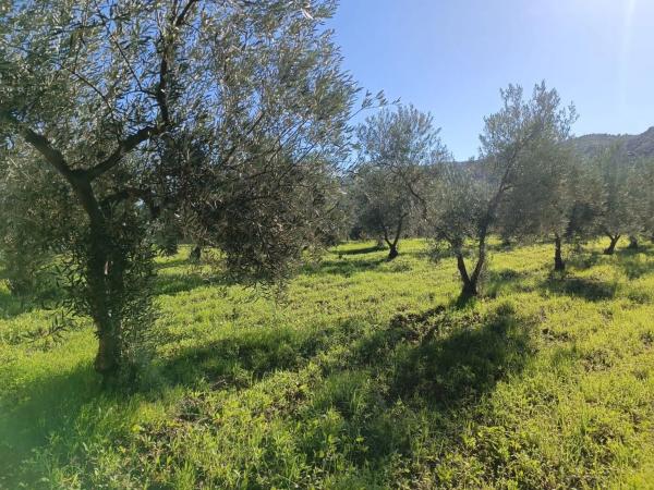 Terreno en 36°40'53.5" s/n