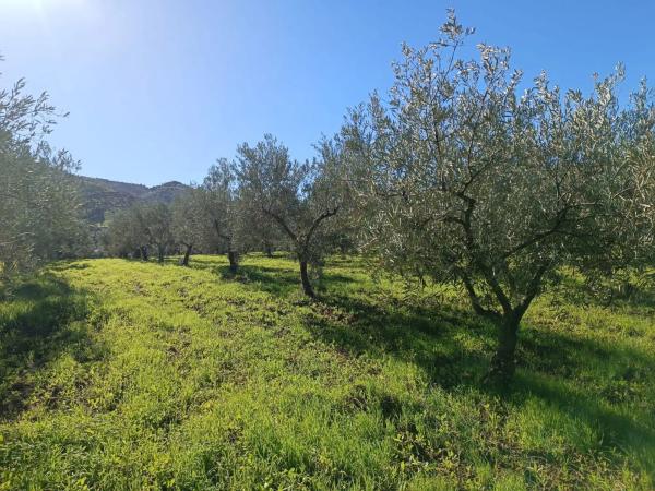 Terreno en 36°40'53.5" s/n