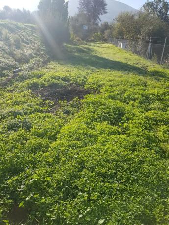 Terreno en El Cigarral - Dehesa - Borrajo