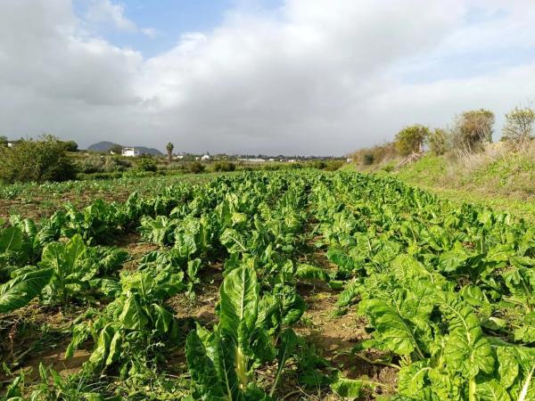 Terreno en carretera de Mirabuen
