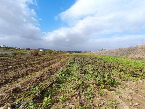 Terreno en carretera de Mirabuen