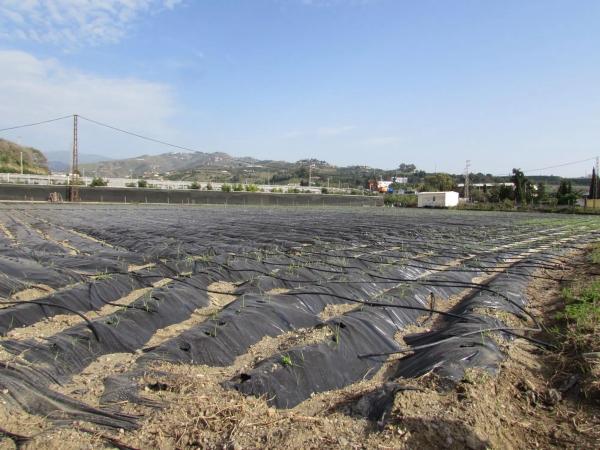 Terreno en Algarrobo
