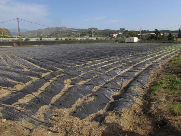 Terreno en Algarrobo