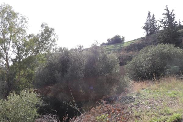 Terreno en calle el Olmedo