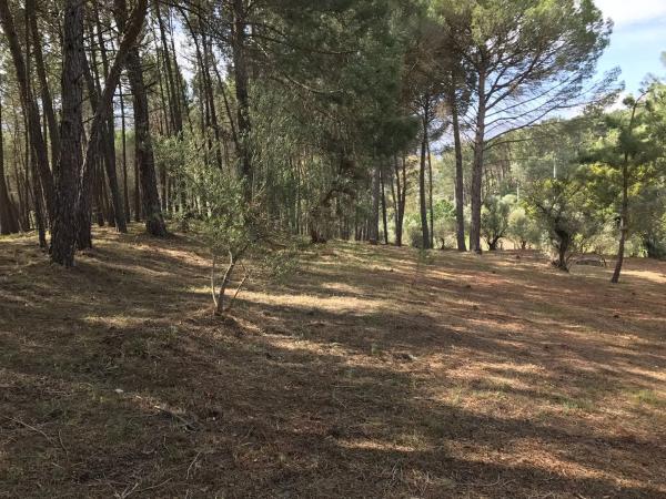 Terreno en camino pilar de cartajima s/n