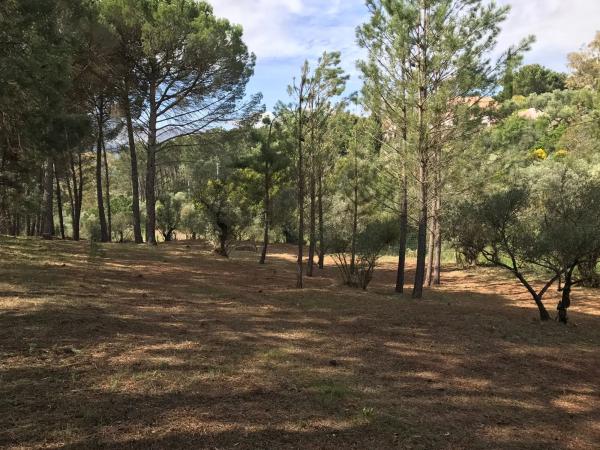 Terreno en camino pilar de cartajima s/n