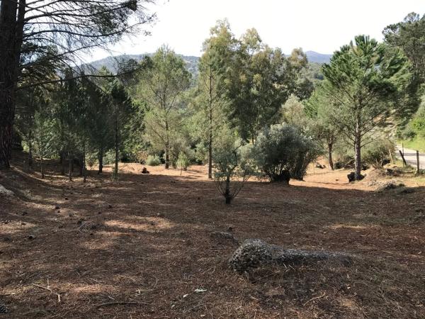 Terreno en camino pilar de cartajima s/n