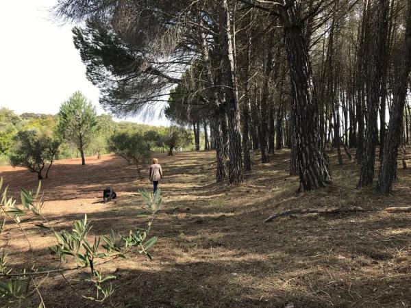 Terreno en camino pilar de cartajima s/n