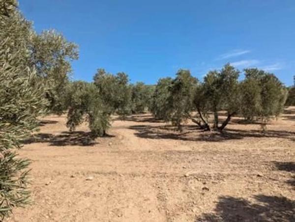 Terreno en Fuente de Piedra